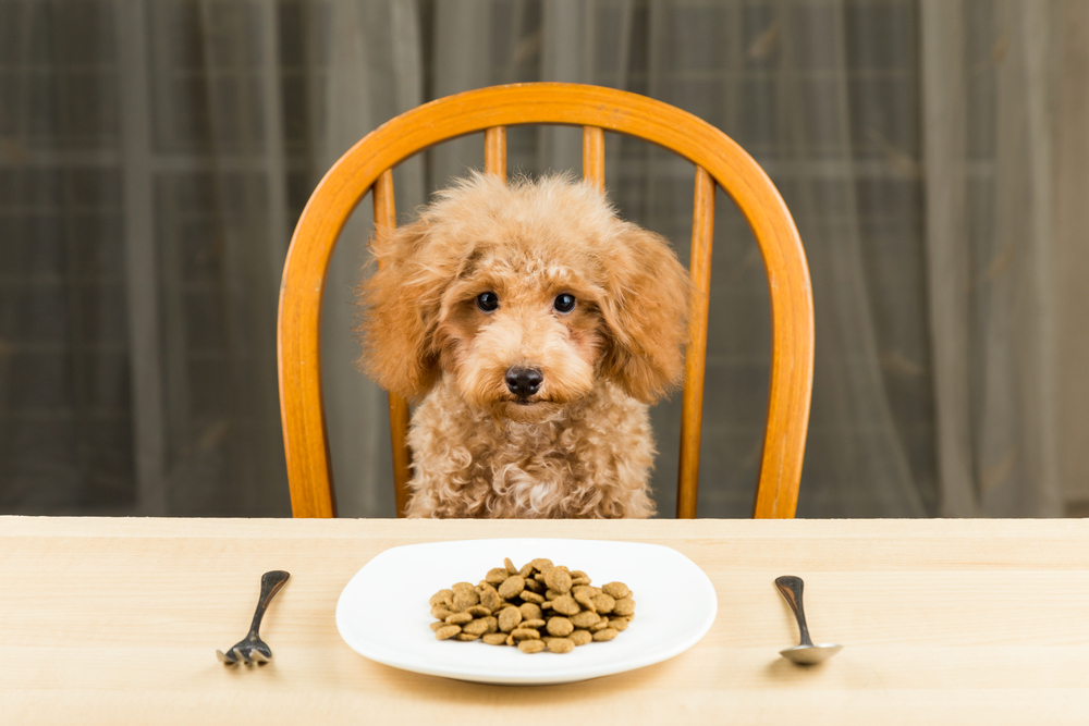 Recommended sales dog food